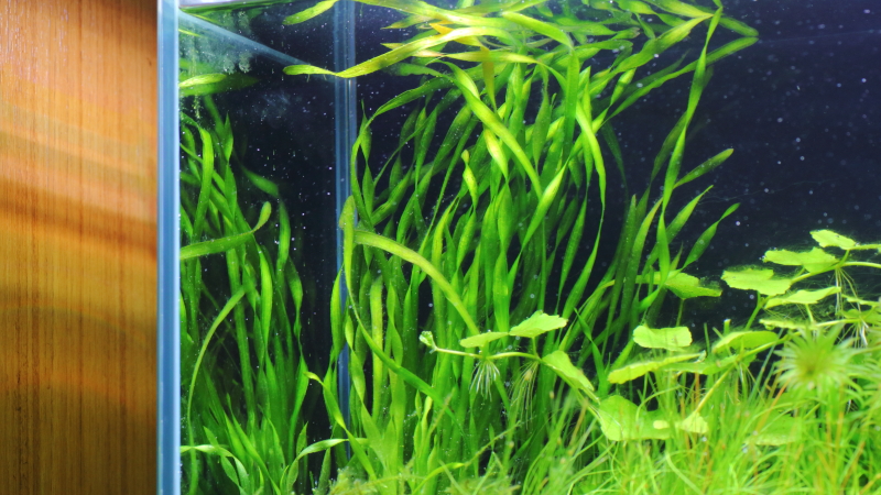 植栽から23日目　スクリューバリスネリア